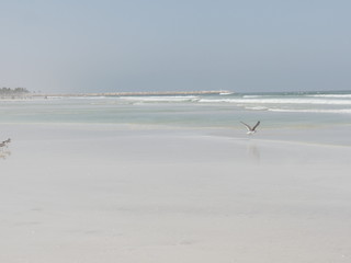 Birds and their reflections in the water