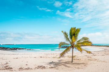 Obraz na płótnie Canvas Galapagos Islands Dream beach on the island of Isabela with turquoise-blue waters and Caribbean sand beach which is fringed with palm trees and black lava rocks, in the travel destination of Ecuador