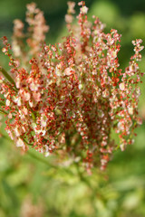 field plant with small reddish seeds on a background of green grass