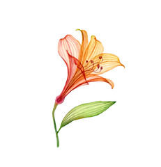 Watercolor Transparent Lily. Colourful tropical flower isolated on white. Botanical floral illustration for wedding design, cosmetics, advertising