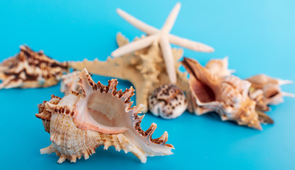 Obraz na płótnie Canvas Sea shells and mollusks on a blue background