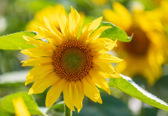 Naklejka premium Sunflowers grow in the field