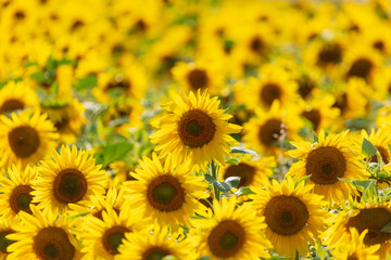 Obraz premium Sunflowers grow in the field