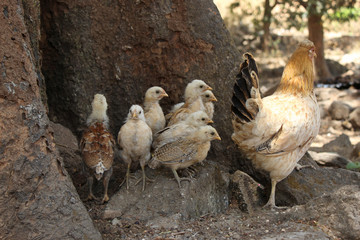 Hen with her chicks, Nashik, Maharashtra, India