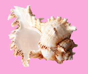Sea shell isolated on a pink background