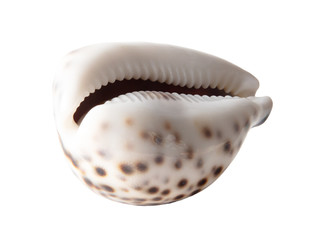 Sea shell isolated on a white background