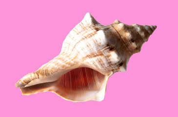 Sea shell isolated on a pink background