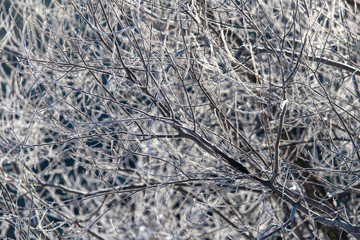 Branches on a tree in hoarfrost
