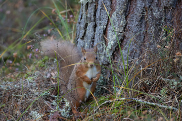 Naklejka na ściany i meble Red Squirrel, Sciurus vulgaris, displayed against a pine tree and forest background during autumn, November in Scotland.