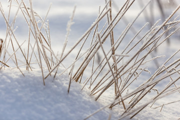 Frozen grass in the snow