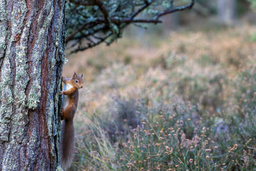 Red Squirrel, Sciurus vulgaris, displayed against a pine tree and forest background during autumn, November in Scotland.
