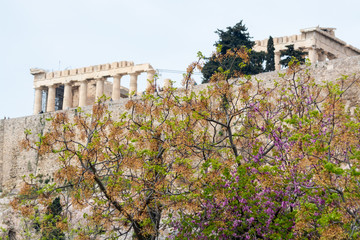 Obraz premium View on Acropolis in Athens from spring garden with blossoming trees