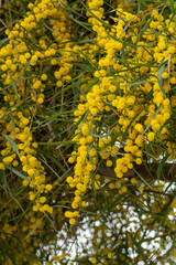 Spring blossom of yellow Acacia dealbata or mimosa tree in Greece