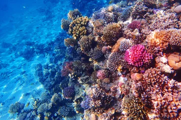 Foto auf Acrylglas Korallenriffe Korallenriff in Ägypten