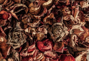 Dry rose petals. Withered autumn flowers