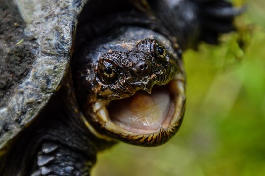 Closeup shot of the head of an angry turtle with open mouth