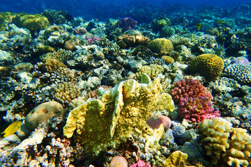 Naklejka na ściany i meble coral reef in Egypt