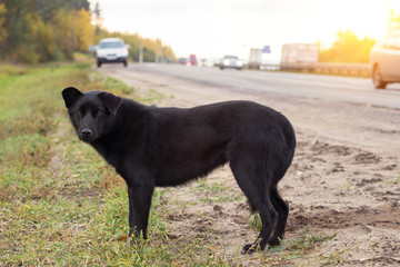 Waiting Sad Lonely Homeless Dog on the road, highway