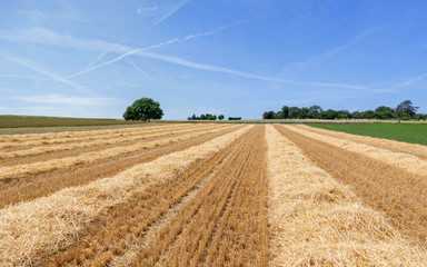 Fototapeta na wymiar Stoppelfeld mit Stroh in Reihen vor blauem Himmel mit Kondensstreifen