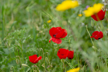 Spring colorful floral background with wild and red poppy flowers