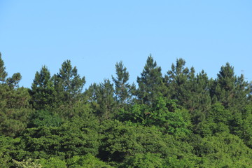 trees and blue sky