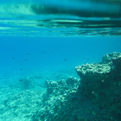 Fototapeta na wymiar Greece Underwater Life