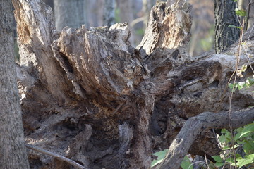Closeup of tree on its side