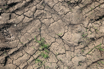 dry cracked earth