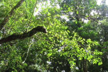 Fototapeta na wymiar tree in forest