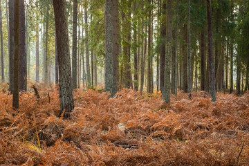 Forrest - Forest Knyszyn (Poland)