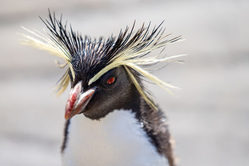 Northern rockhopper penguin, Moseleys rockhopper penguin, or Moseleys penguin