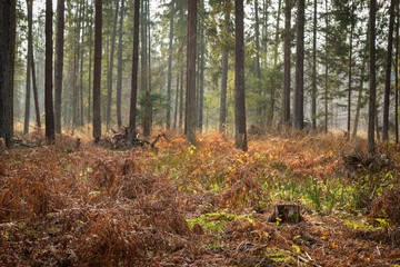 Forrest - Forest Knyszyn (Poland)