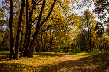 Naklejka premium Landscape of Golden autumn in the Park where there are old oaks. Kuskovo, Moscow, Russia.