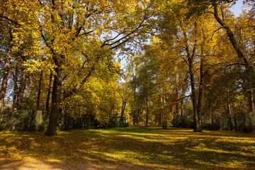 Fototapeta premium Landscape of Golden autumn in the Park where there are old oaks. Kuskovo, Moscow, Russia.