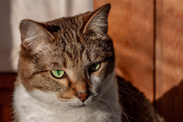 Muzzle of a beautiful adult young tabby cat with green eyes and brown velvet wet nose is on a yellow background