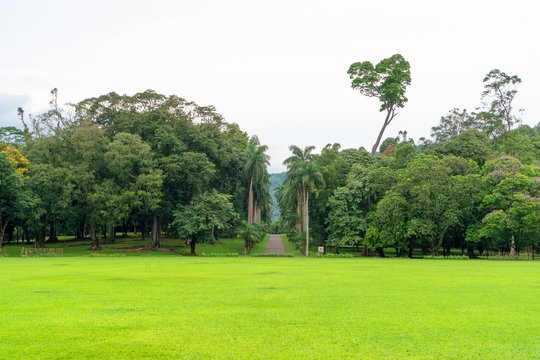 Palm tree beautiful alley in the Park with exotic plants. The national Park of Sri Lanka