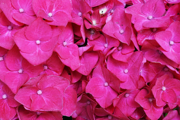hortensia flowers texture..