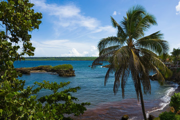 Fototapeta na wymiar Palm tree on rocky coast of Boca De Yuma village, Dominican Republic