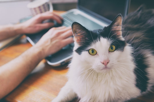 Man Working At The Desk With His Cat