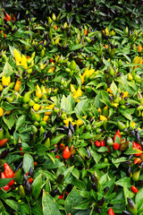 red chilli plants