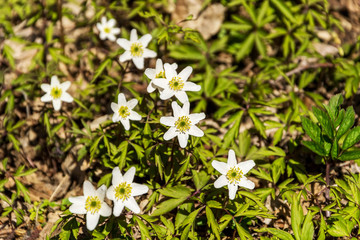 wild flowers among the foliage