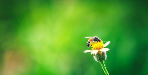 bee on a flower with free space background