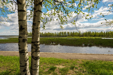 Fototapeta premium spring landscape on the lake