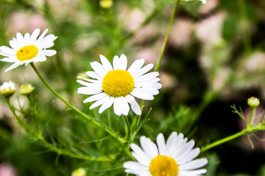 A white daisies in the field. Flower background.