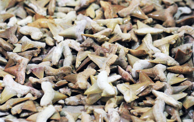 shark teeth fossil collection