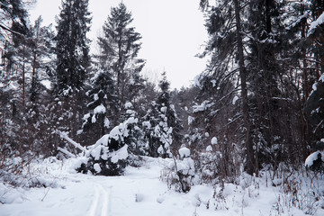 Winter forest landscape. Tall trees under snow cover. January frosty day in the park.