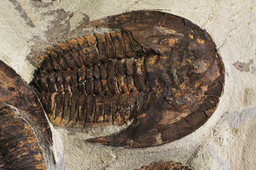 old trilobite fossil