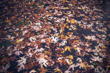 Fall Leaves