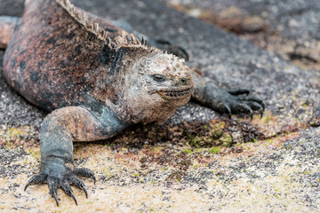  galapagos marine iguanas sits on a black volcano stone near the sea of ​​galapagos island Isabela, with its many spines, the lizard looks like a dinosaur, a primeval monster in the Pacific wilderness
