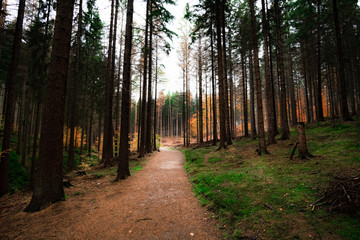 Trail track to the Wild gorge in CZ